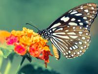 开云下载-欧冠决赛之夜，霍勒迪全程高能输出