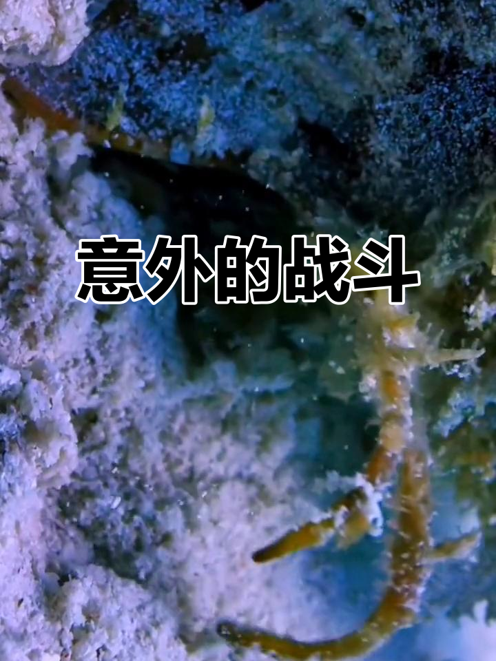 强弱对决，意外结果震惊全场